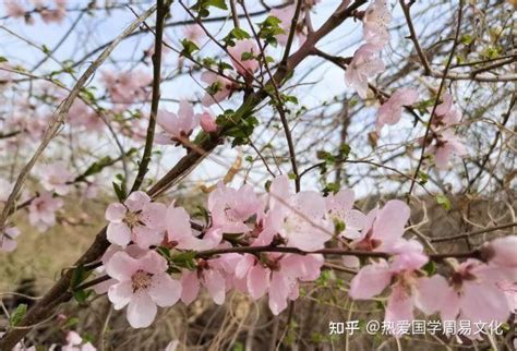 招桃花盆栽|招正缘桃花最厉害的7种植物，位置要放好！